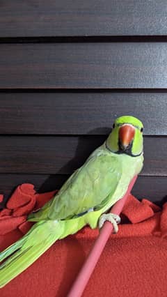 Ring Neck Green Parrot