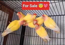 Lovebird/ Albino Split red / Common Luttino / Lahore