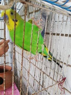 budgies pair for sale and one Fisher female 0