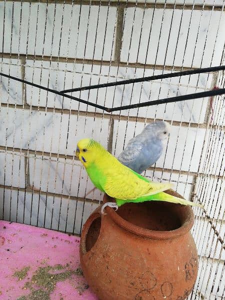 budgies pair for sale and one Fisher female 2