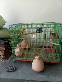 2 pairs lovebirds with cage