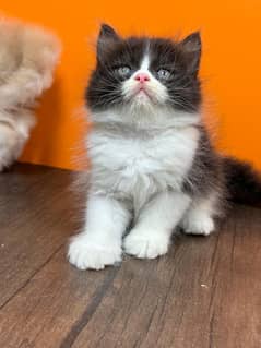 persian Kitten|Punch face Kittens|persian cat|cute|tripple|fluffy|piki