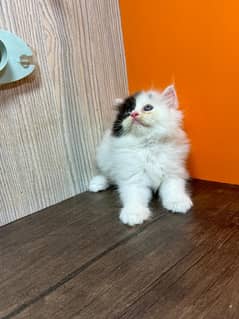 persian Kitten|Punch face Kittens|persian cat|cute|tripple|fluffy|doll