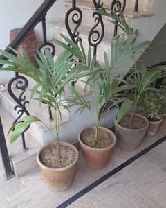 Plants for sale