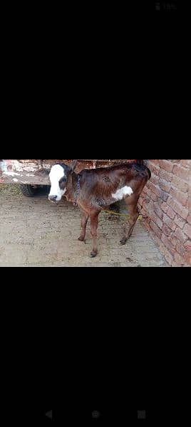 cholistani  frezian cow with female calf for sale 0