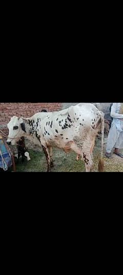 cholistani  frezian cow with female calf for sale