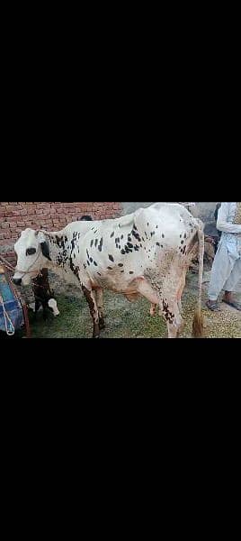 cholistani  frezian cow with female calf for sale 2