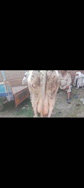 cholistani  frezian cow with female calf for sale 4