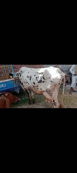 cholistani  frezian cow with female calf for sale 5