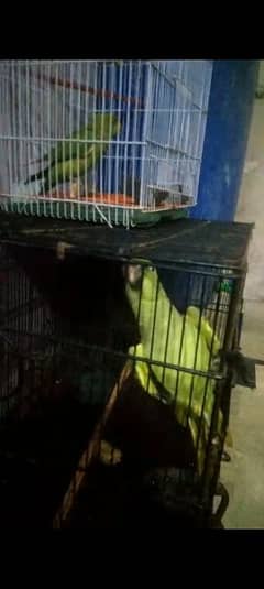 Ringneck Parrot pair 0