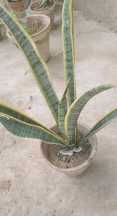 SNAKE,PAPITA,FALSA,MORINGA(SOHANJNA) PLANTS