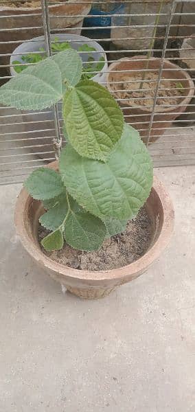 SNAKE,PAPITA,FALSA,MORINGA(SOHANJNA) PLANTS 1