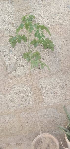 SNAKE,PAPITA,FALSA,MORINGA(SOHANJNA) PLANTS 2