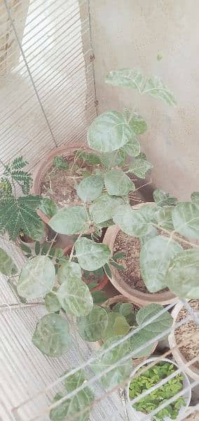 SNAKE,PAPITA,FALSA,MORINGA(SOHANJNA) PLANTS 4