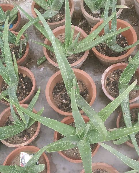 SNAKE,PAPITA,FALSA,MORINGA(SOHANJNA) PLANTS 5