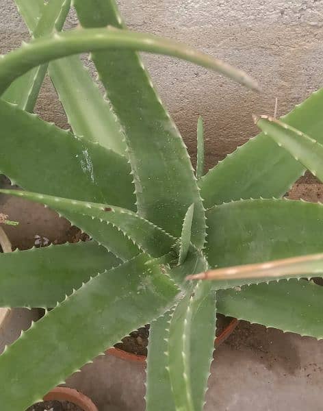 SNAKE,PAPITA,FALSA,MORINGA(SOHANJNA) PLANTS 7