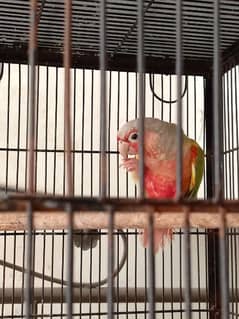 Conure red factor and Pineapple