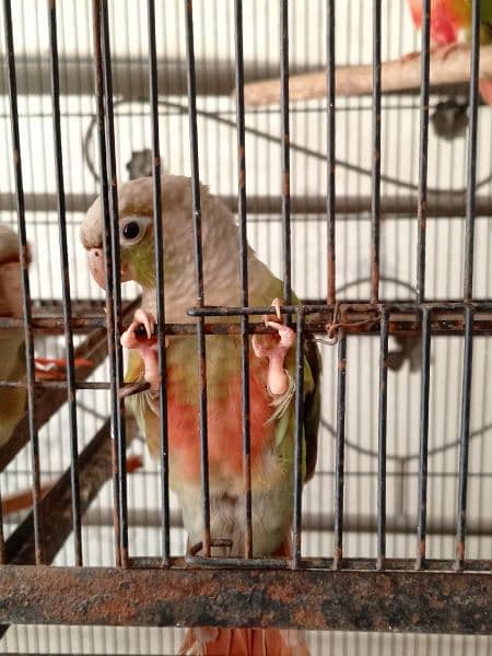 Conure red factor and Pineapple 2