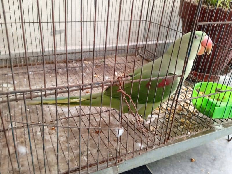 Conure red factor and Pineapple 4