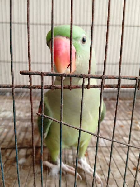 Conure red factor and Pineapple 5