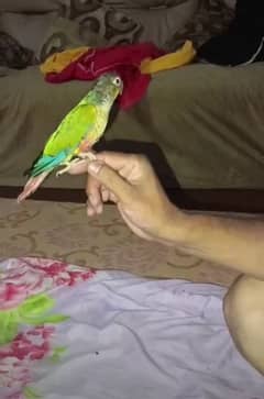 Green Cheek conure yellow sided