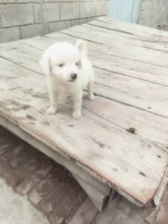 Russian Puppy for Sale