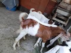 bakra