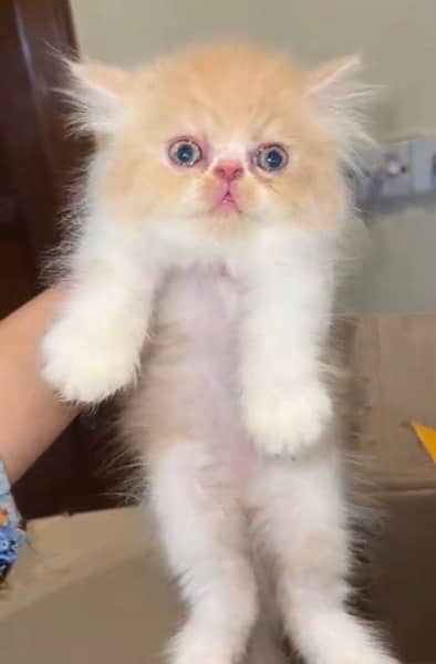 Persian kitten | Persian cat | extreme Punch | doll face | triple coat 0