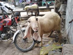 kajli sheep with 1 female