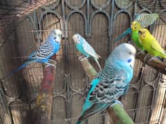 budgies