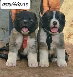 Alabai Dog | king alabai puppy pair | Alabai puppies | Age 2 month