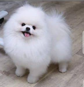 Pomeranian