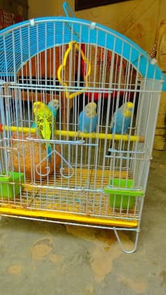 Australian parrot for sale with cage