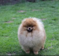 Pomeranian Female