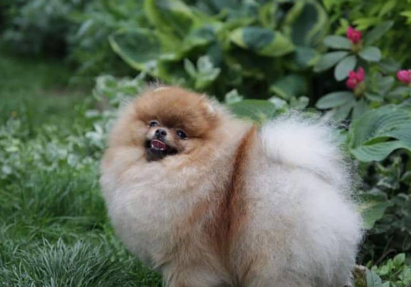 Pomeranian Female 1