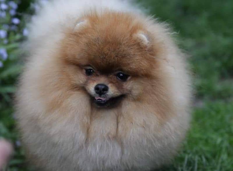 Pomeranian Female 2