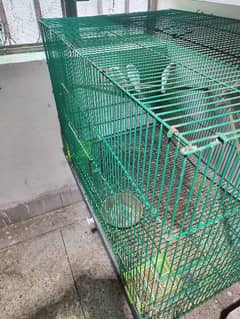 cage of lovebirds