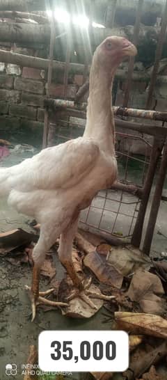 White O Shamo / Aseel Shamo / O shamo pair / high Quality bird