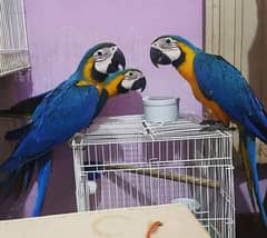 macaws parrots chick's for sale