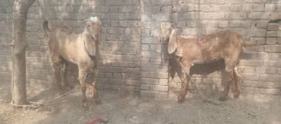 Makhi Cheeni Goat pair