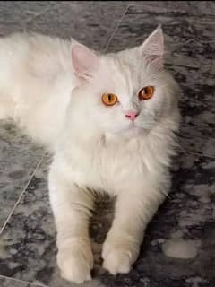 breader female Persian cat