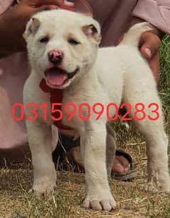 alabai dog fair 2 months for sale security dog alabai