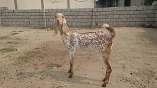 Bakra/Bakrian/makhi cheeni female Rajan Puri breader