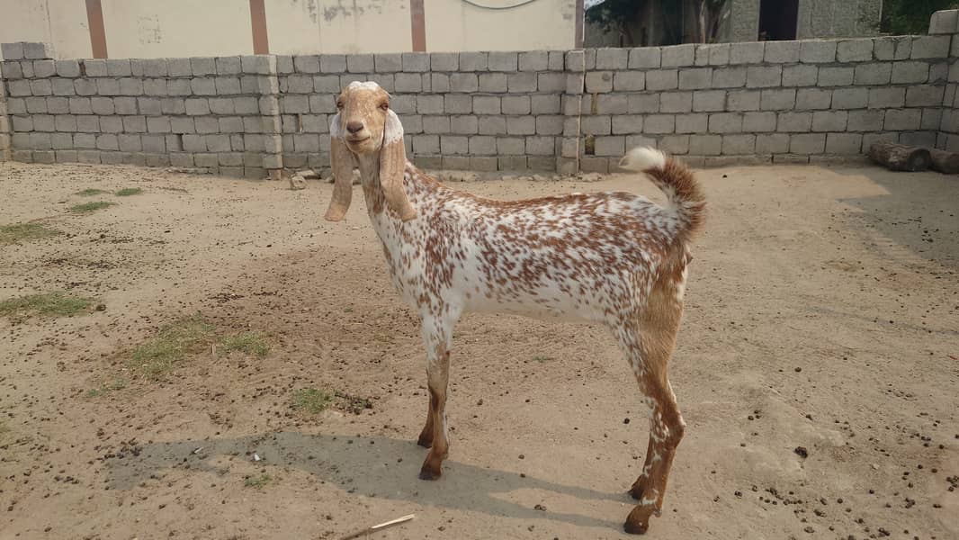 Bakra/Bakrian/makhi cheeni female Rajan Puri breader 0