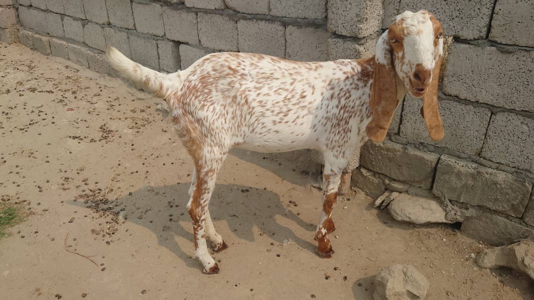 Bakra/Bakrian/makhi cheeni female Rajan Puri breader 1