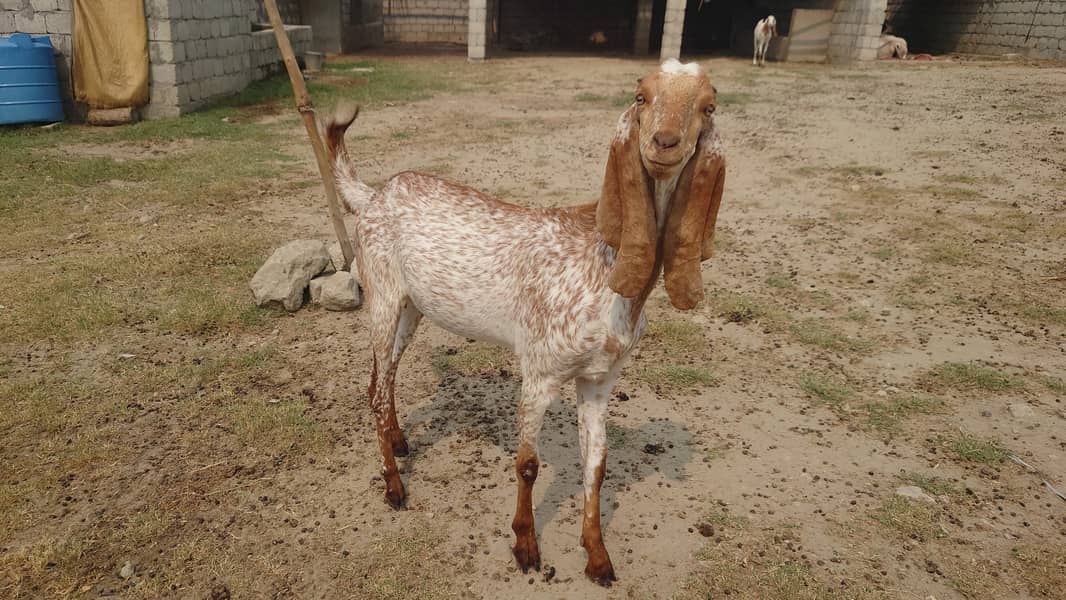 Bakra/Bakrian/makhi cheeni female Rajan Puri breader 2