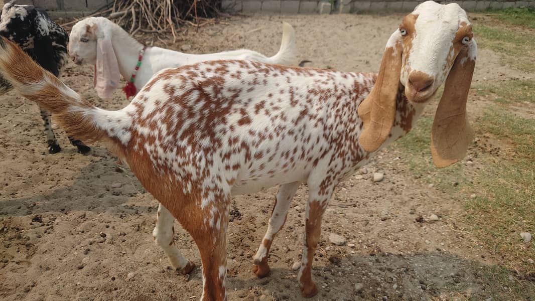 Bakra/Bakrian/makhi cheeni female Rajan Puri breader 3