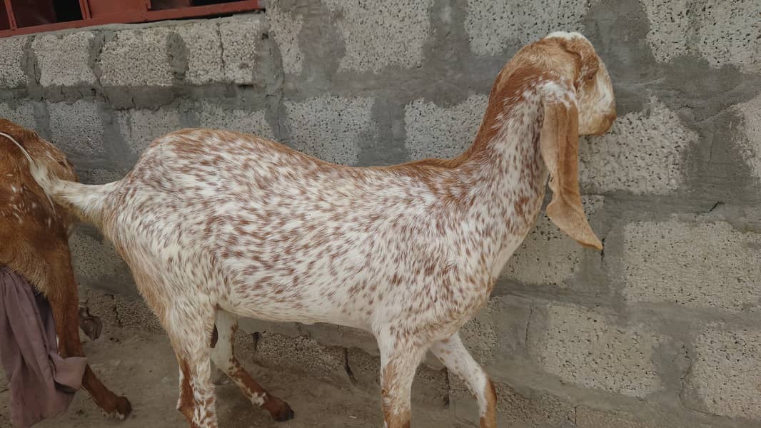 Bakra/Bakrian/makhi cheeni female Rajan Puri breader 4