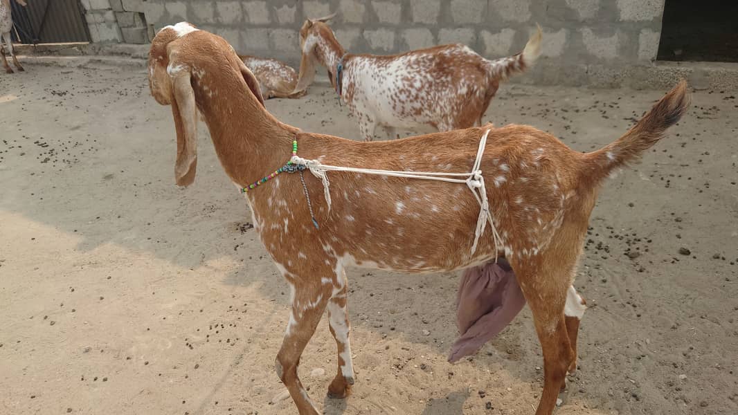 Bakra/Bakrian/makhi cheeni female Rajan Puri breader 5