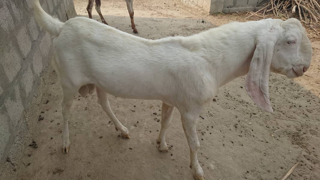 Bakra/Bakrian/makhi cheeni female Rajan Puri breader 6